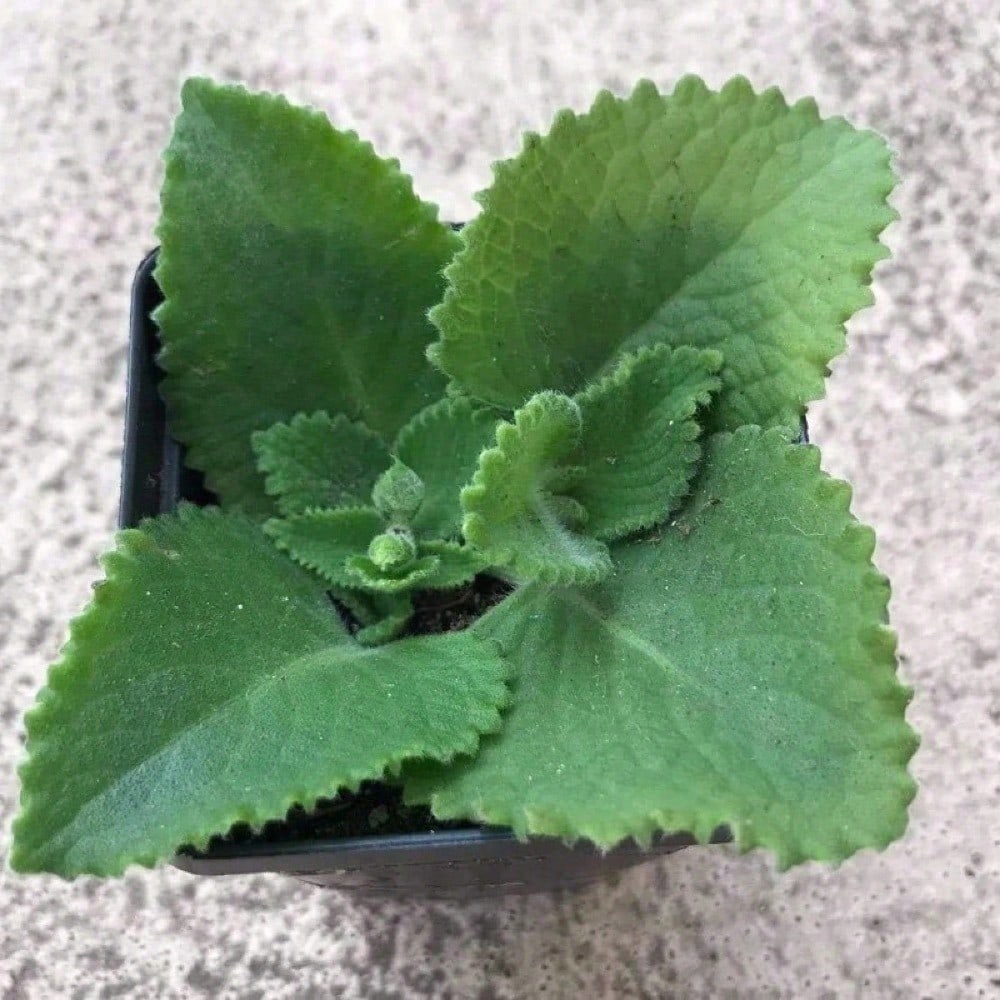 800 Pieces High Germination Rate Oregano Heirloom Nongmo Herb Plant Seeds For Gardening