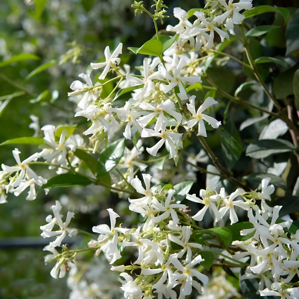 Climbing Jasmine Plant Seeds