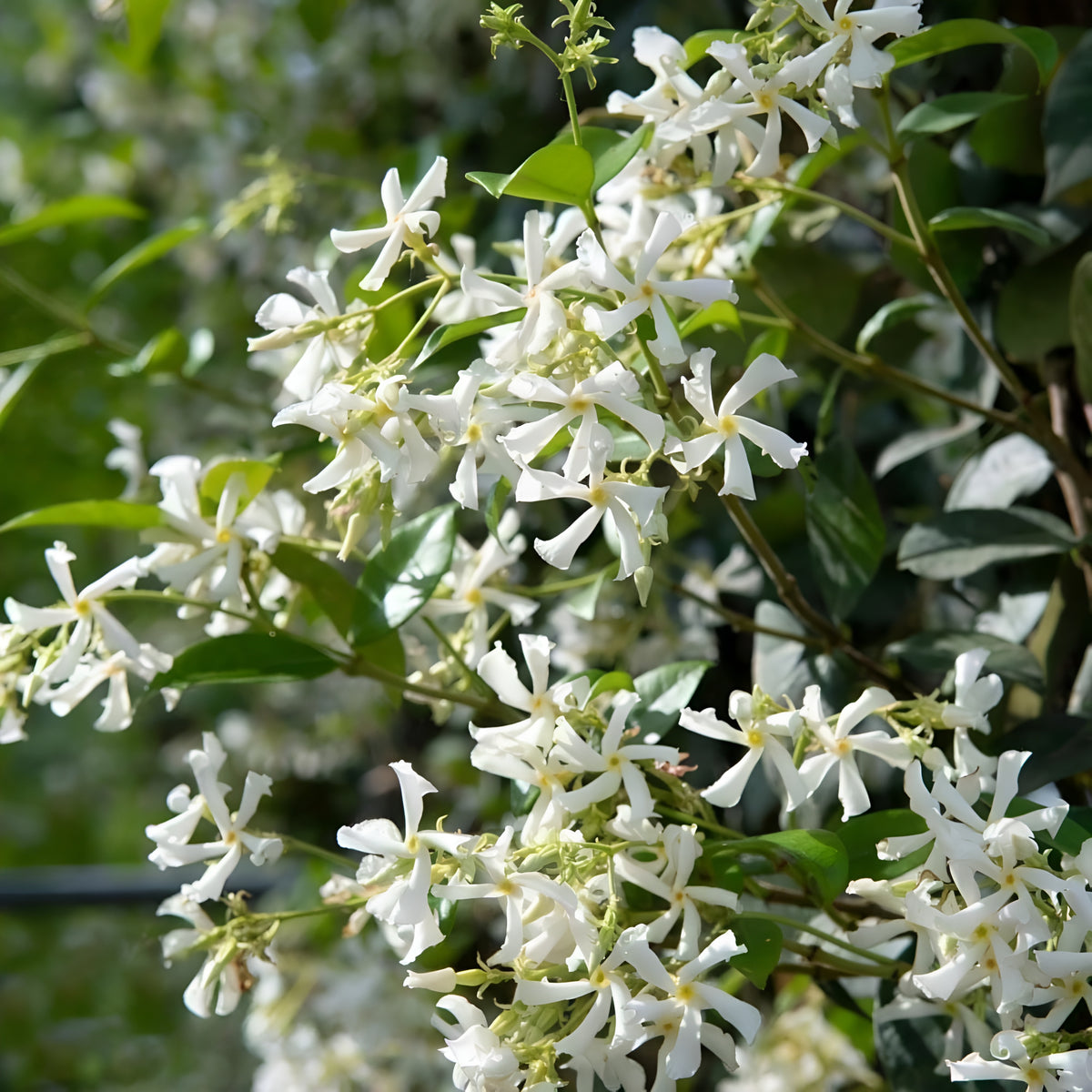 Climbing Jasmine Plant Seeds