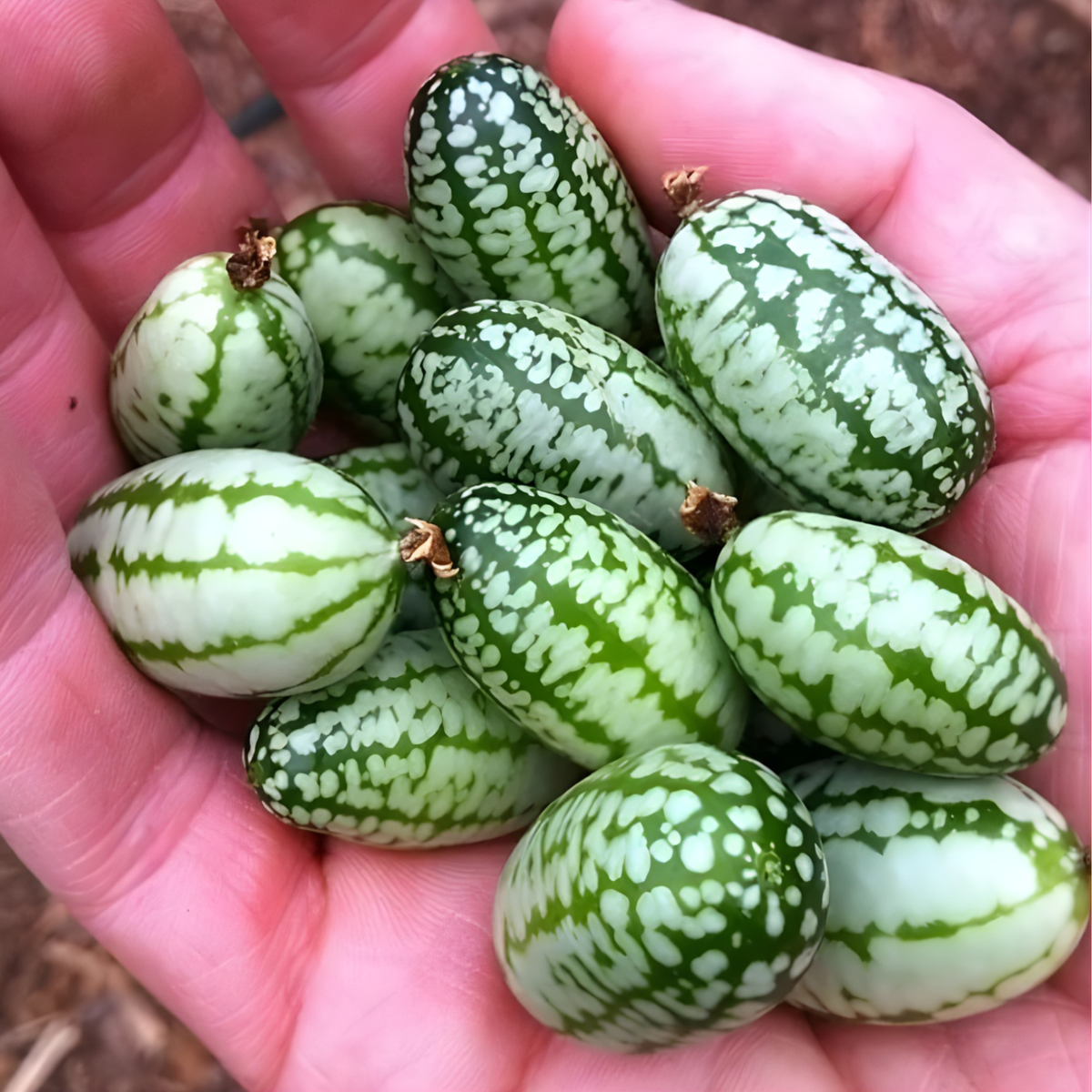 Mini Watermelon Plant Seeds For Garden