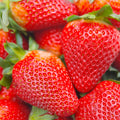 200 Pieces Of Strawberry Seeds For Fall And Spring Planting