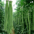 100 Yard Long Beans With High Yield Pods For Garden
