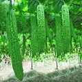 Pack Of 10 Bitter Gourd Ampalaya Long Green Plants Seeds