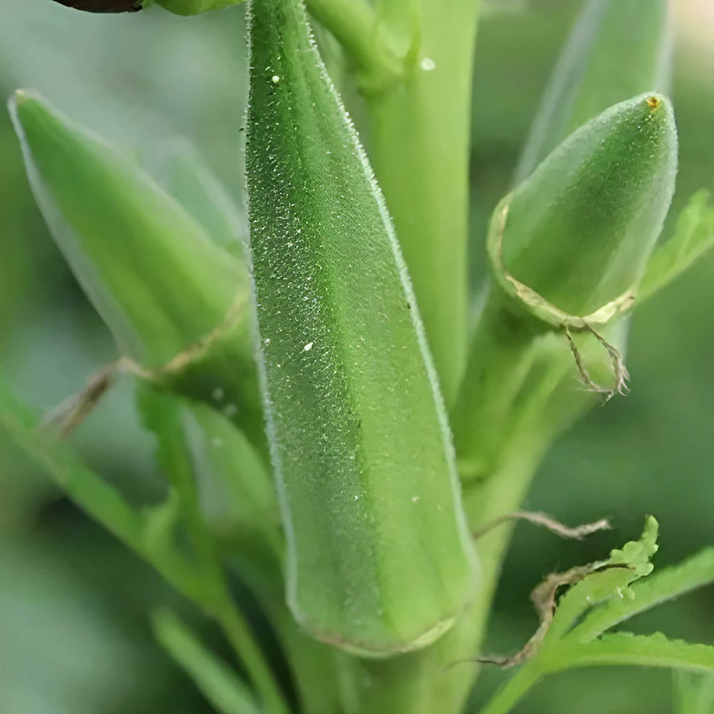200 Pieces Okra Planting Seeds For Outdoor Gardening