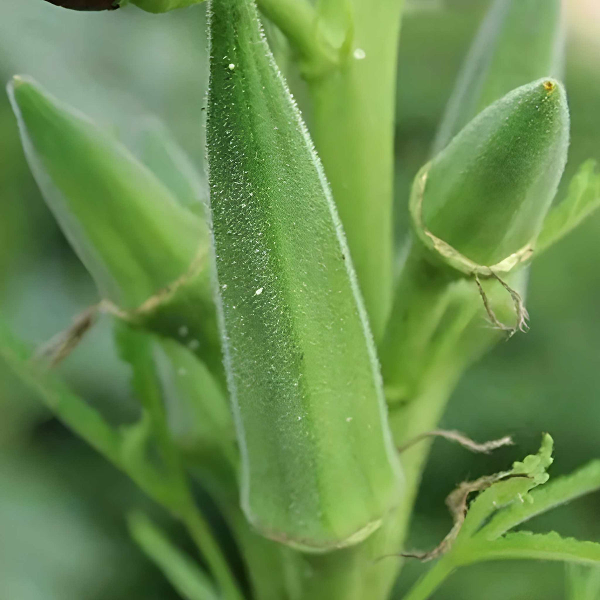 200 Pieces Okra Planting Seeds For Outdoor Gardening