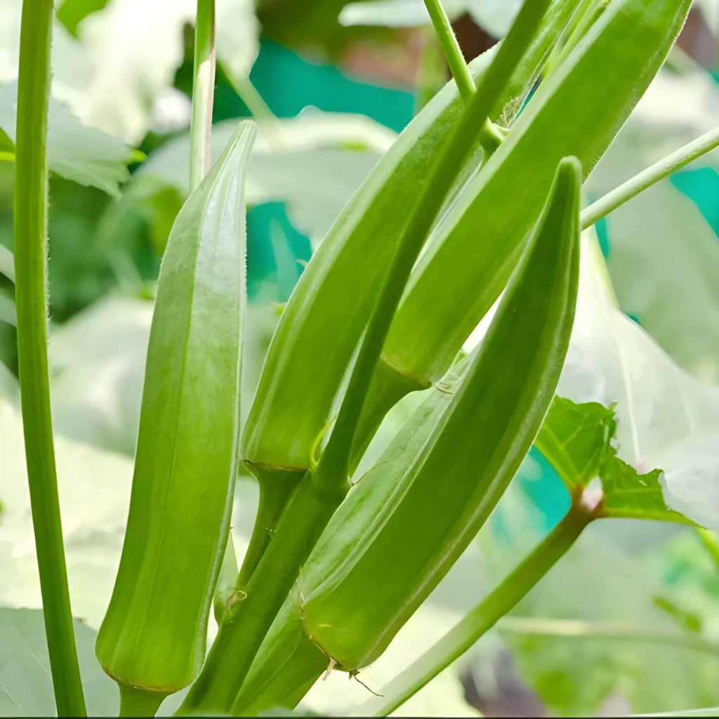200 Pieces Okra Planting Seeds For Outdoor Gardening