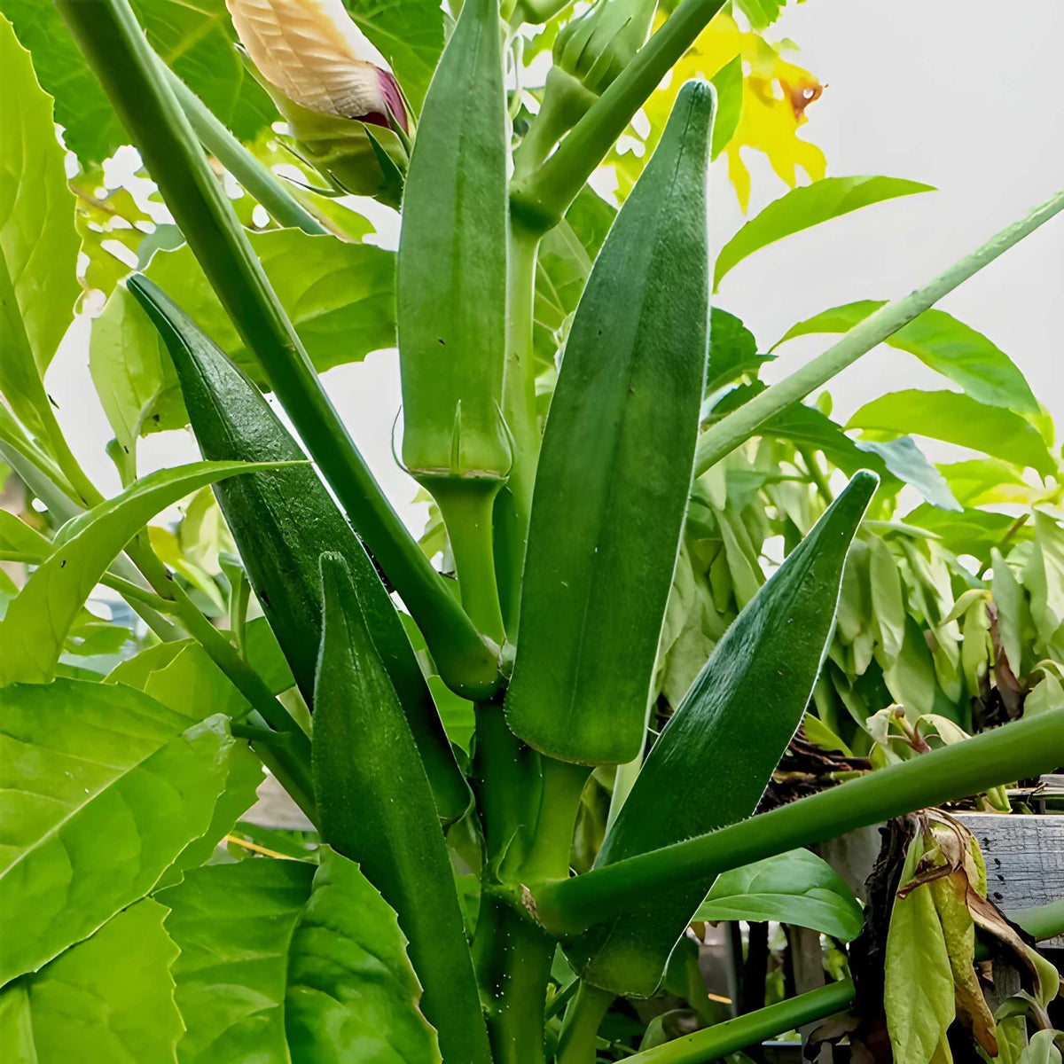 200 Pieces Okra Planting Seeds For Outdoor Gardening