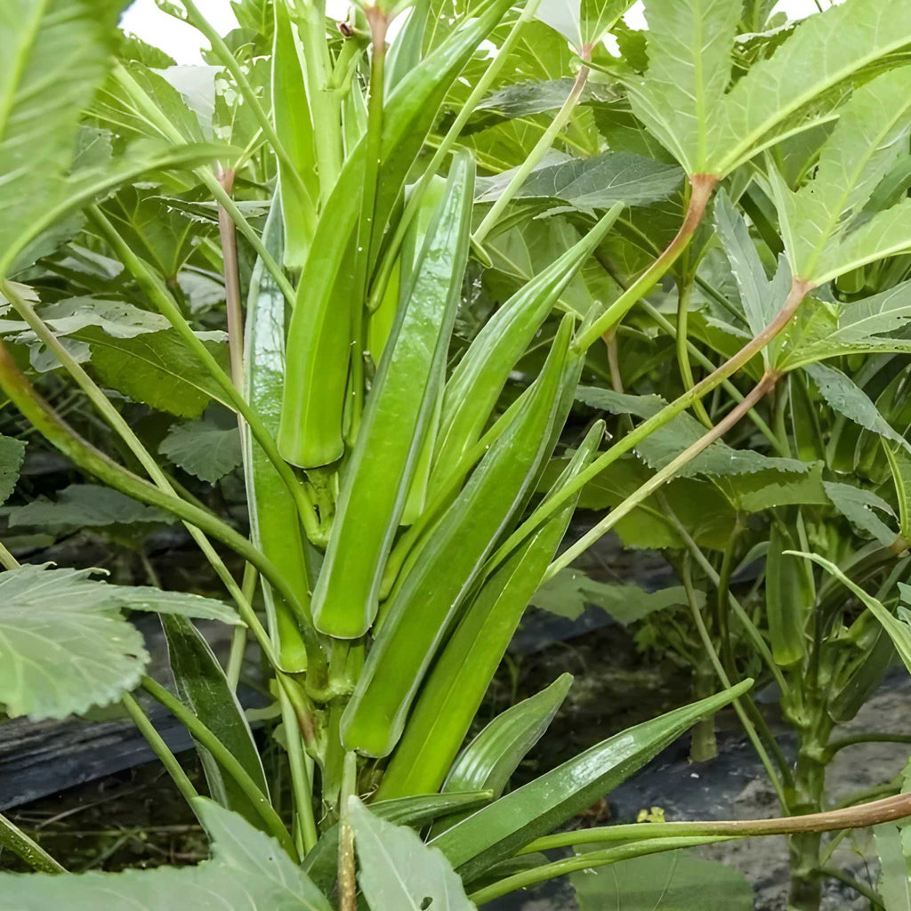 200 Pieces Okra Planting Seeds For Outdoor Gardening