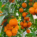 Sugary Mandarin Tree With Citrus Fruits And Easy Care For Home Garden