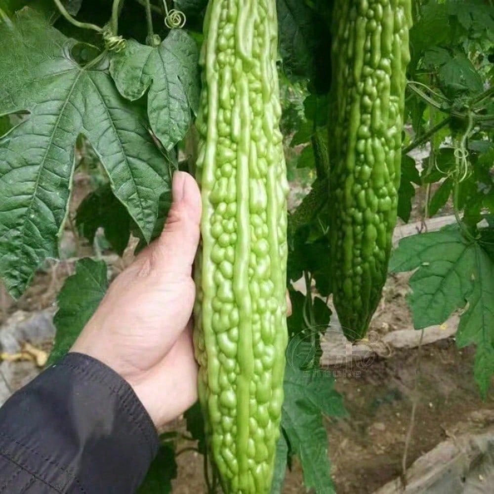 Pack Of 10 Bitter Gourd Ampalaya Long Green Plants Seeds