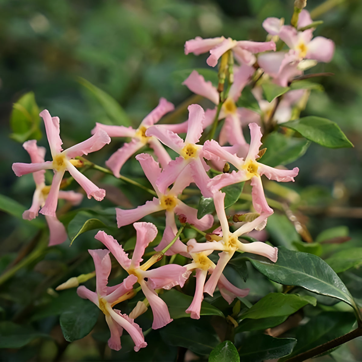 Climbing Jasmine Plant Seeds