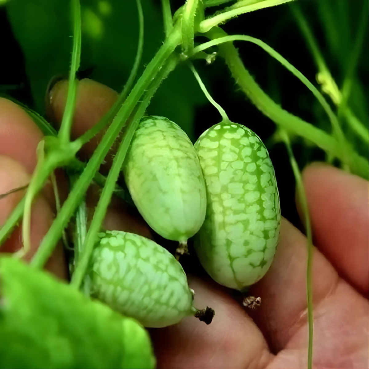 Mini Watermelon Plant Seeds For Garden