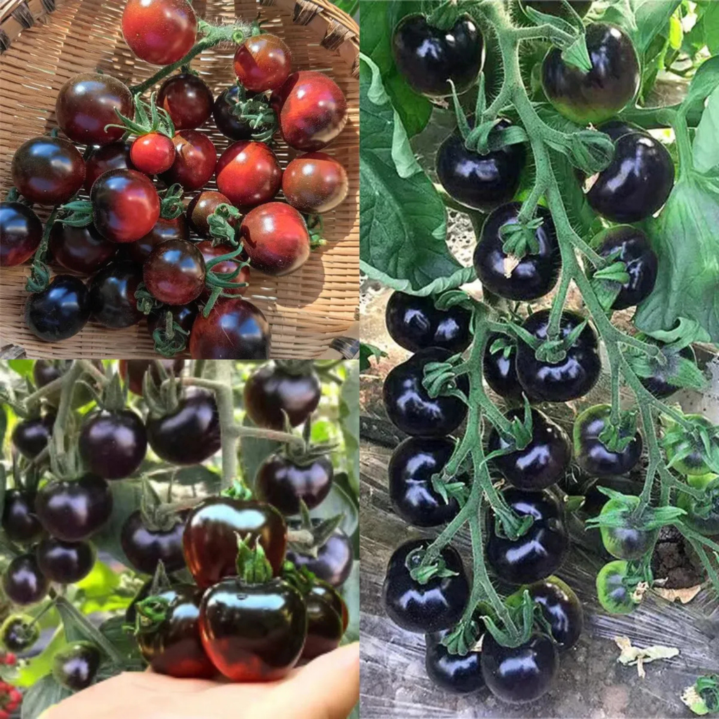 Black Tomato Garden Seeds