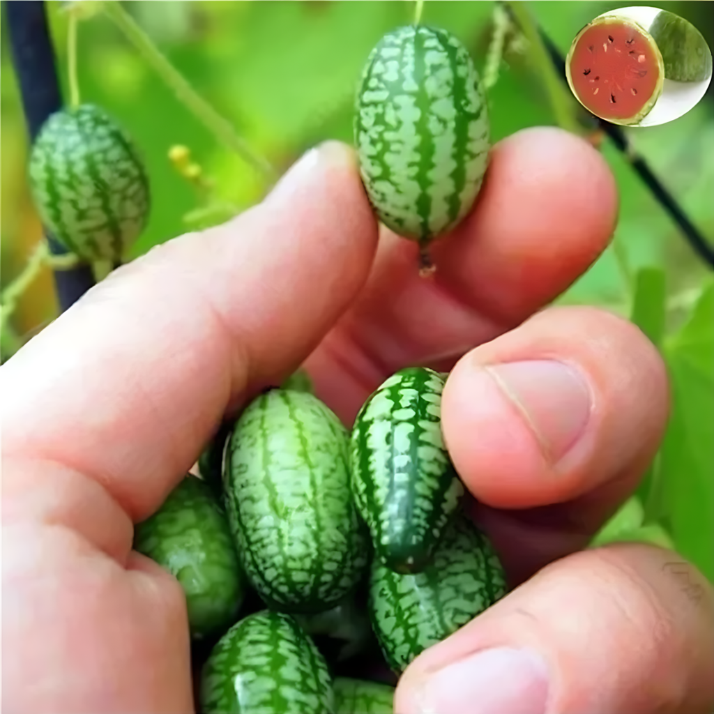 Mini Watermelon Plant Seeds For Garden