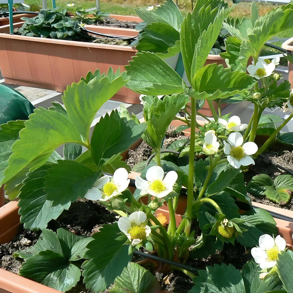 200 Pieces Of Strawberry Seeds For Fall And Spring Planting