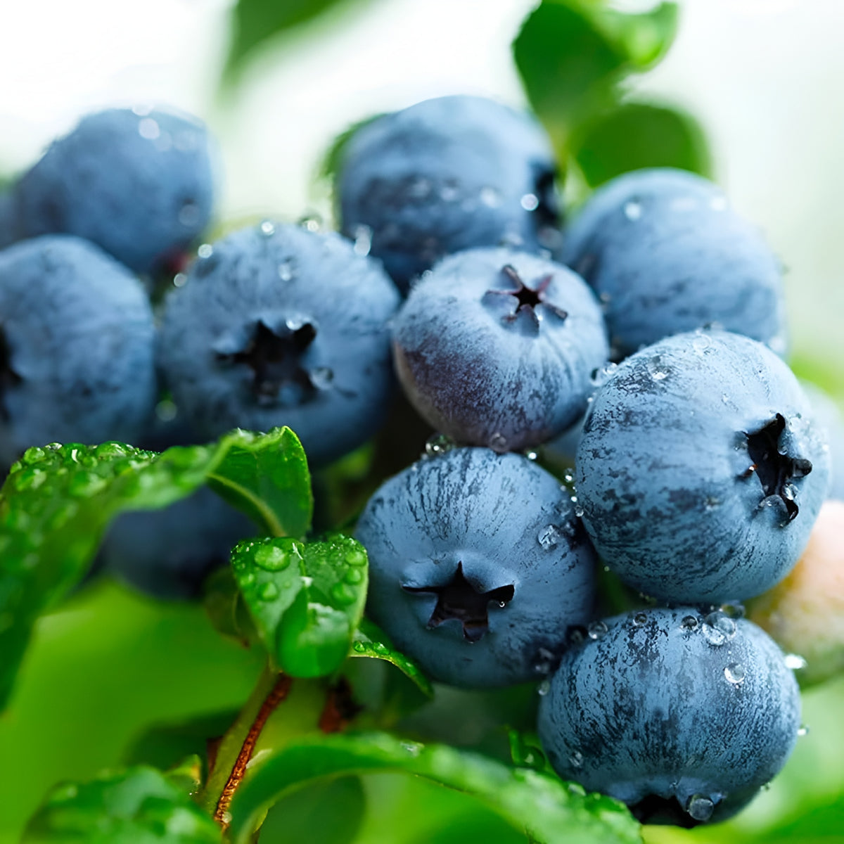 Blueberry Seeds For Indoor And Outdoor Planting