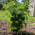 200 Chili Seed For Indoor And Outdoor Potted Planting