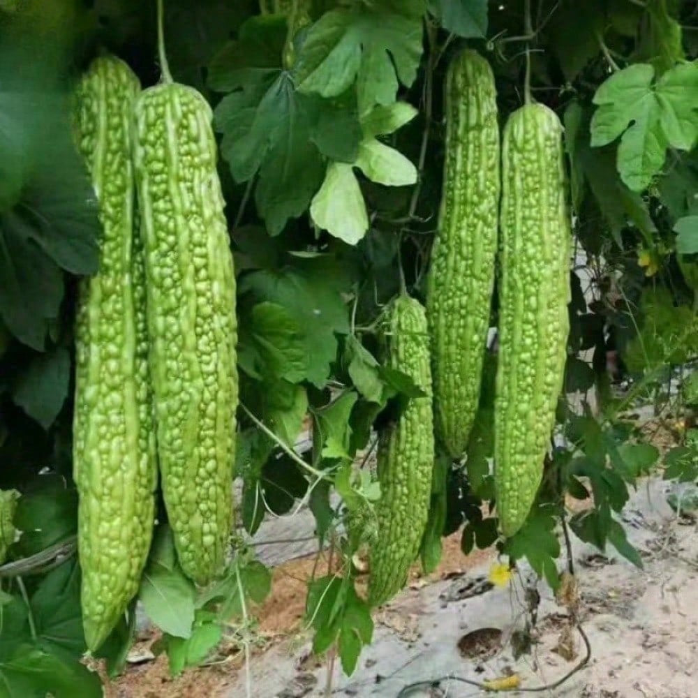 Pack Of 10 Bitter Gourd Ampalaya Long Green Plants Seeds