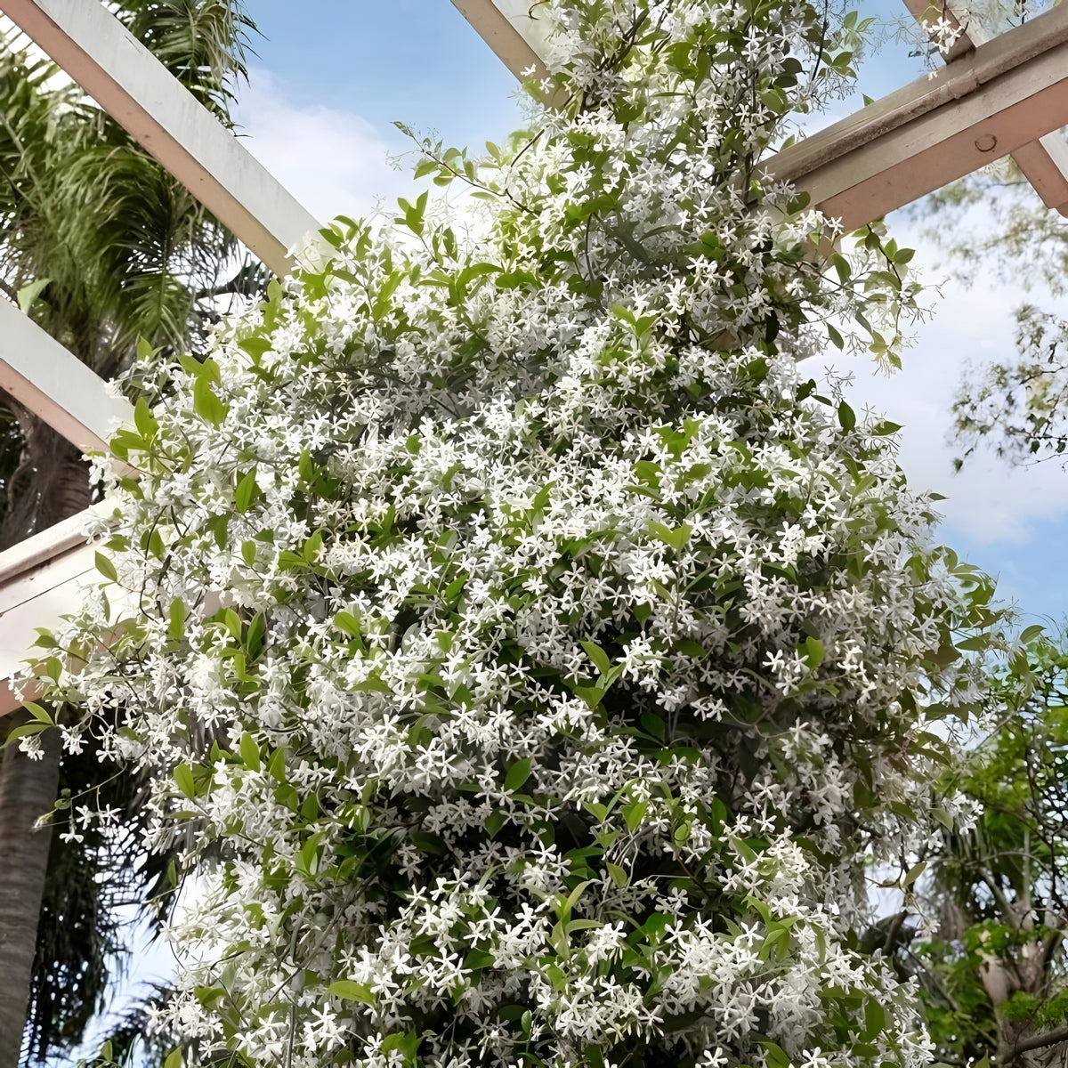 Climbing Jasmine Plant Seeds