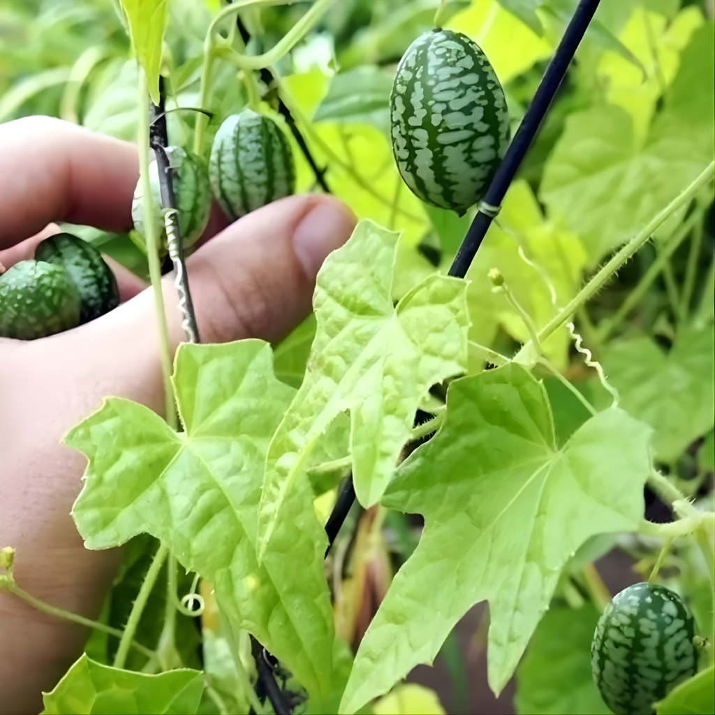 Mini Watermelon Plant Seeds For Garden