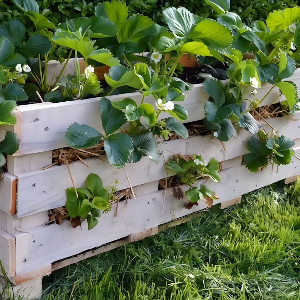 200 Pieces Of Strawberry Seeds For Fall And Spring Planting