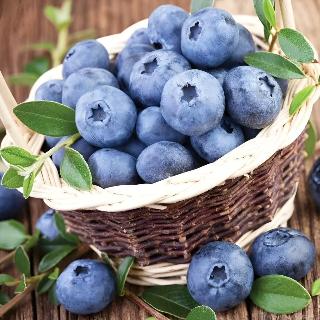Blueberry Seeds For Indoor And Outdoor Planting