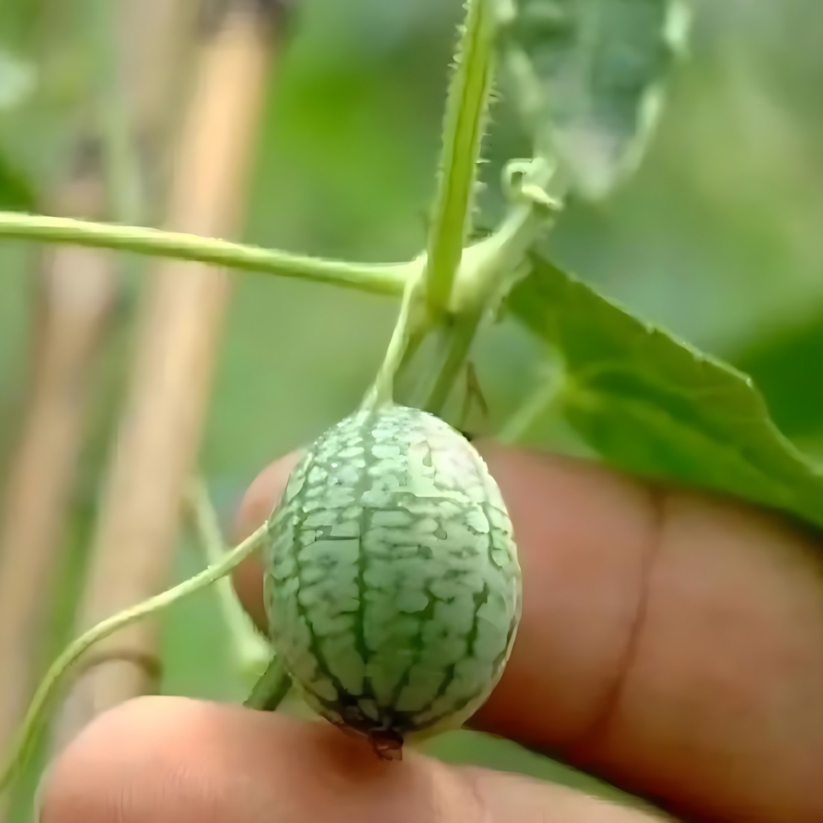Mini Watermelon Plant Seeds For Garden