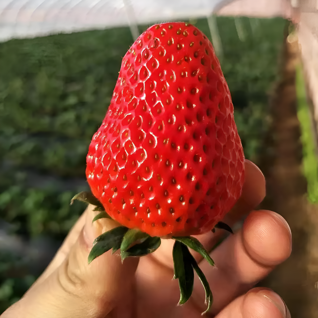All Season Strawberry Seeds For Garden Harvests