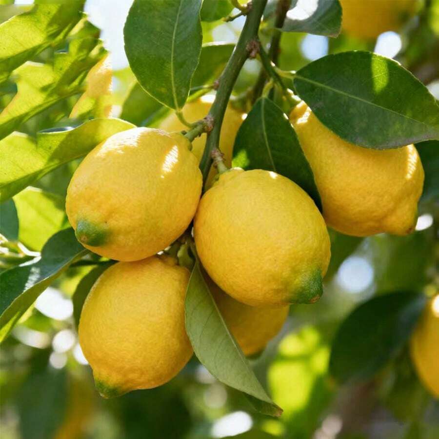 Lemon tree seeds suitable for courtyards, gardens, and container planting.