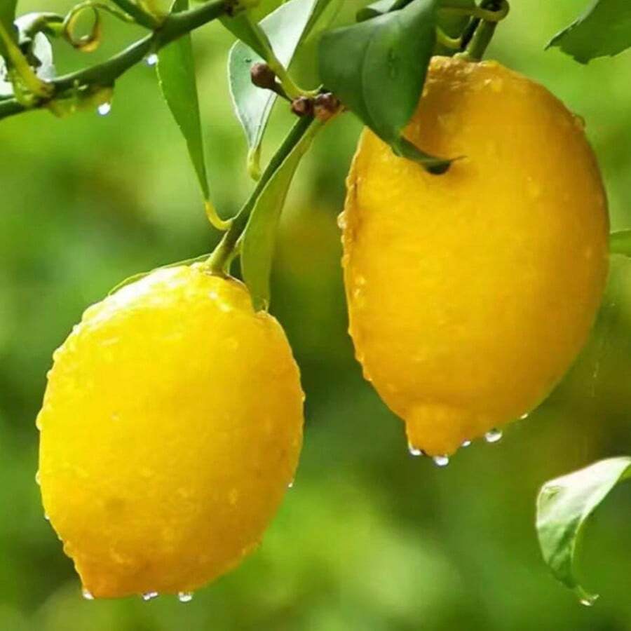 Lemon tree seeds suitable for courtyards, gardens, and container planting.