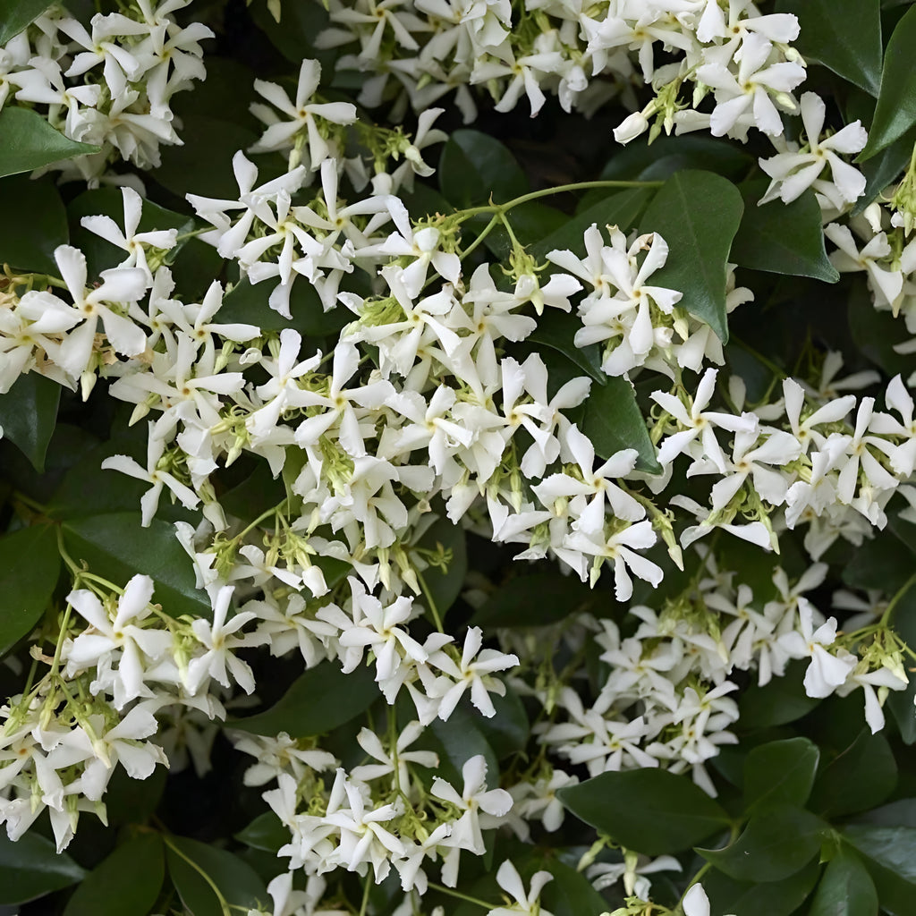 Climbing Jasmine Plant Seeds