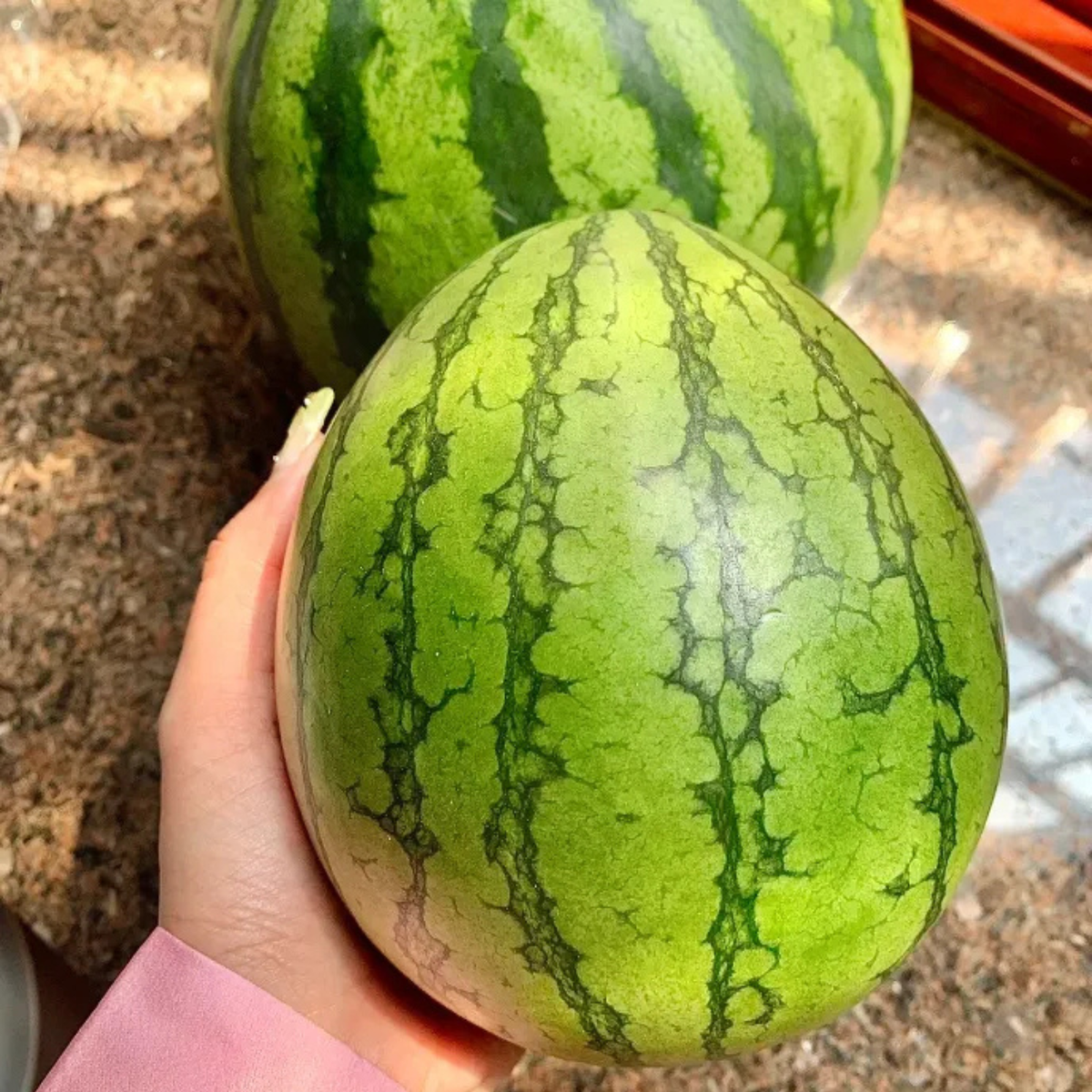 Ruby Watermelon Seeds For Backyard Fruit Gardening