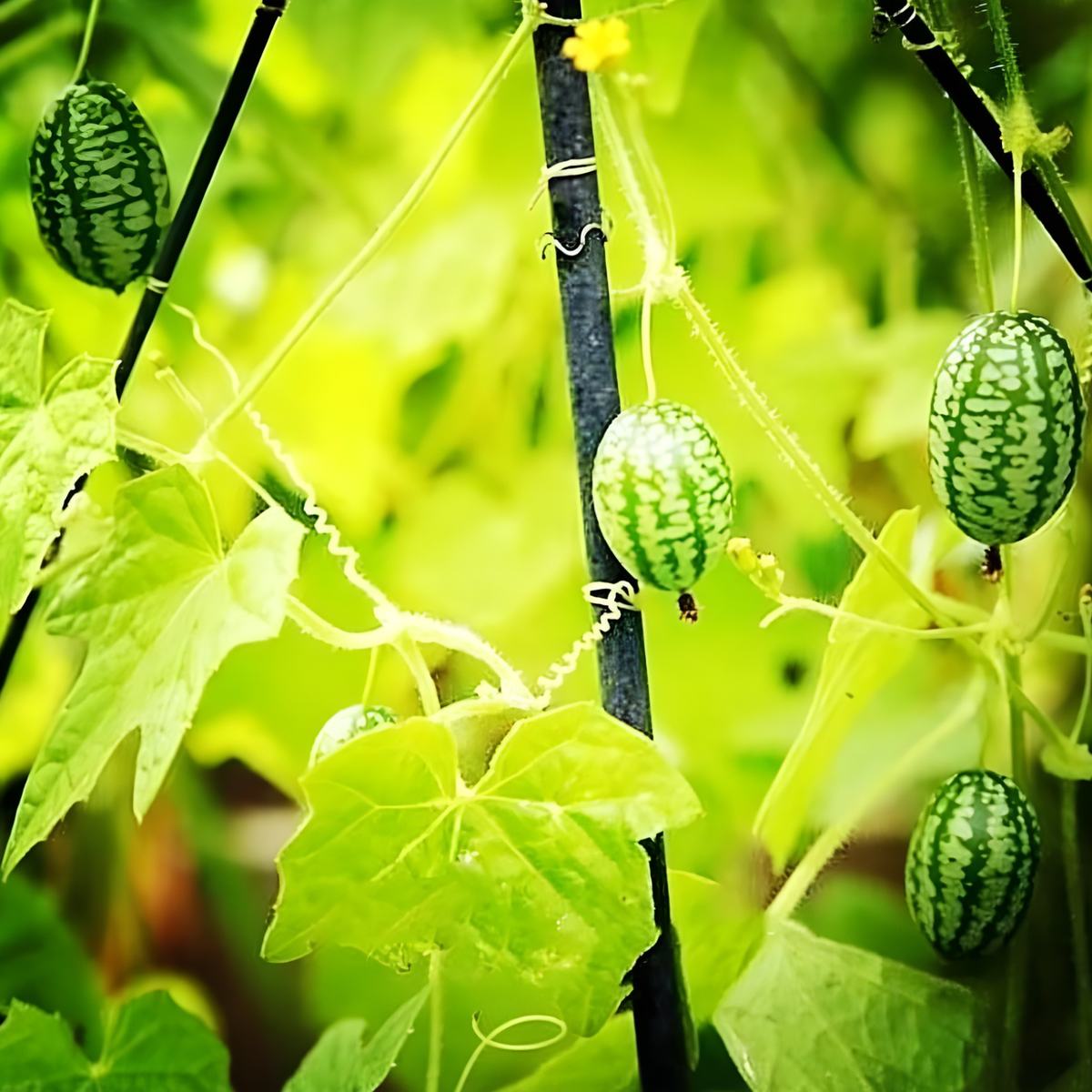 Mini Watermelon Plant Seeds For Garden