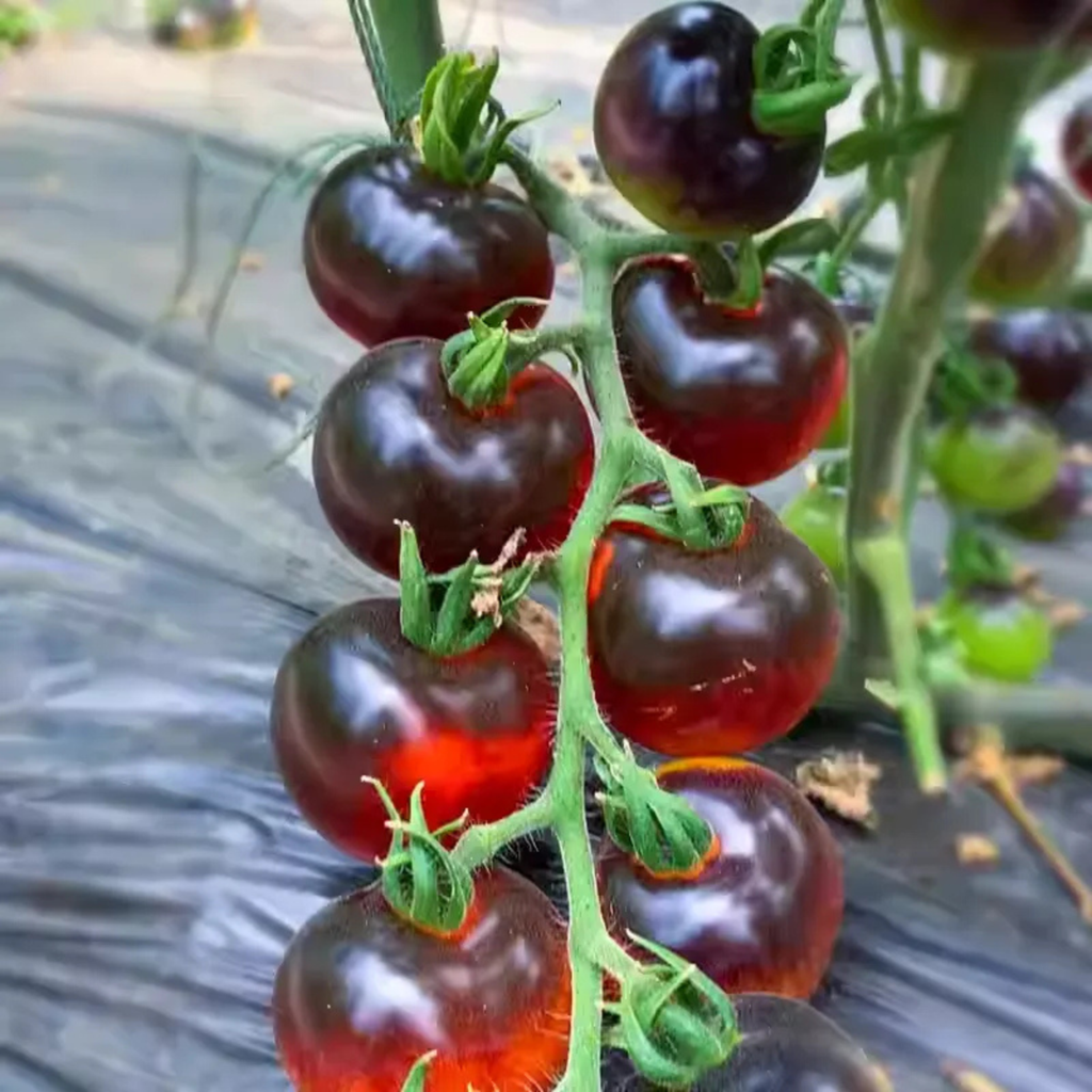 Black Tomato Garden Seeds