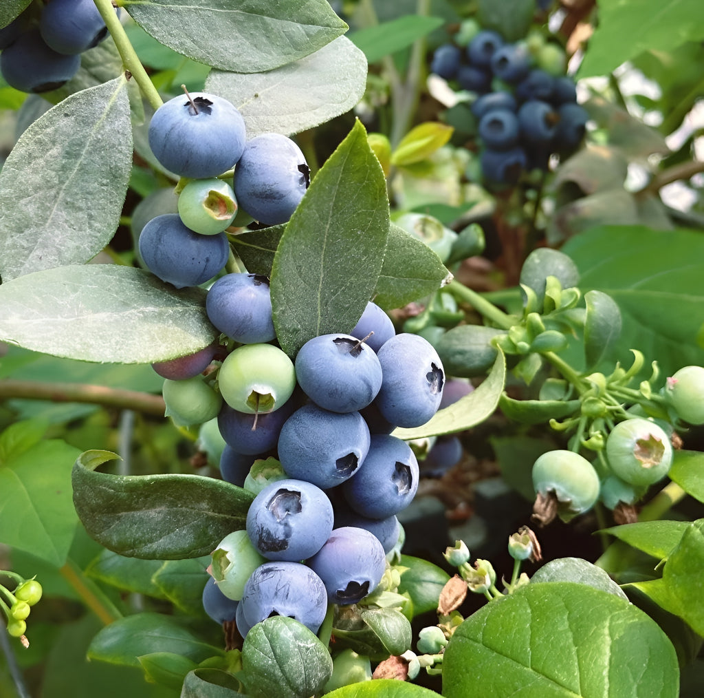 Blueberry Seeds For Indoor And Outdoor Planting