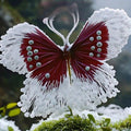 200 Pieces Butterfly Seed Plant With Fast Germination