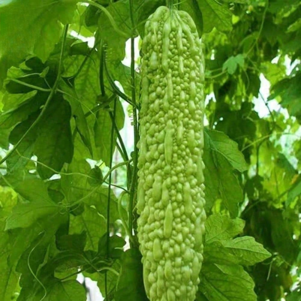 Pack Of 10 Bitter Gourd Ampalaya Long Green Plants Seeds