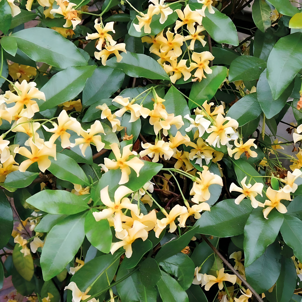 Climbing Jasmine Plant Seeds