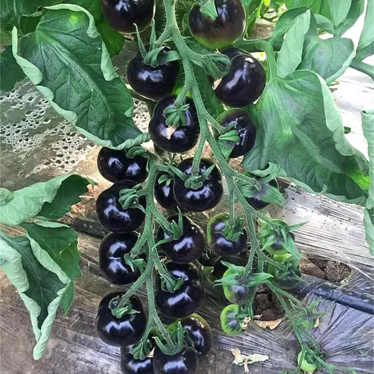 Black Tomato Garden Seeds