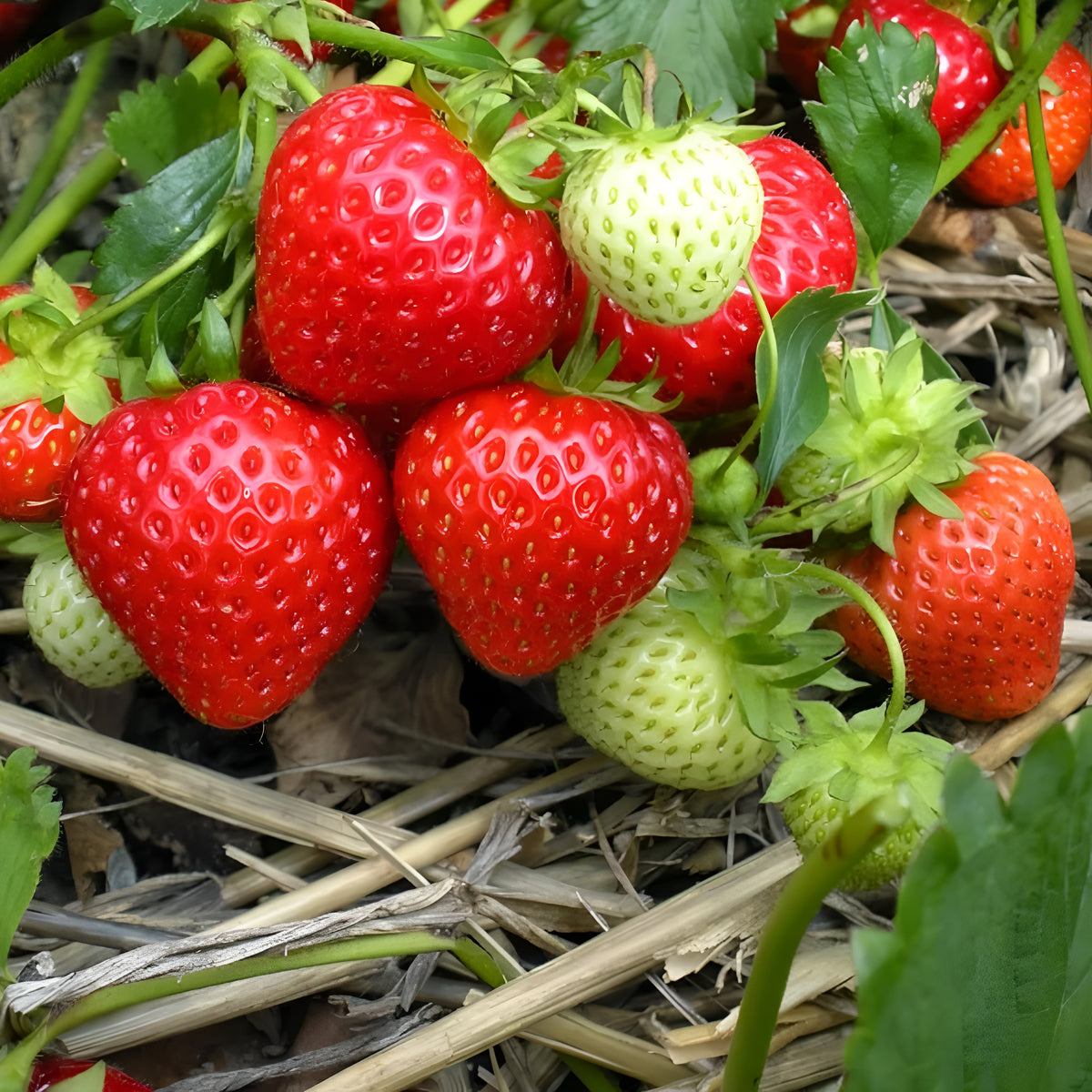 200 Pieces Of Strawberry Seeds For Fall And Spring Planting