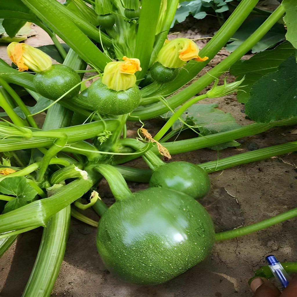 500 Pieces Heirloom Round Zucchini Seeds
