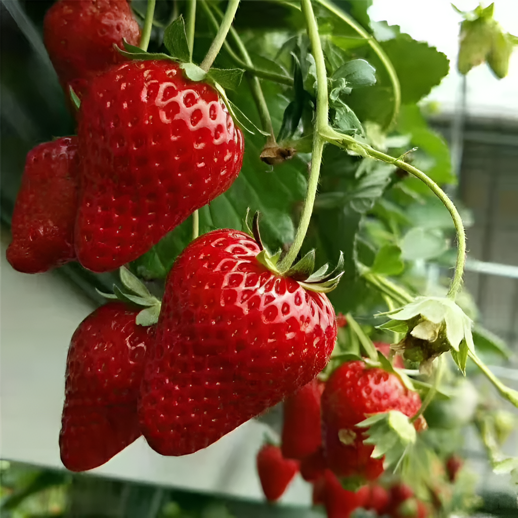 All Season Strawberry Seeds For Garden Harvests