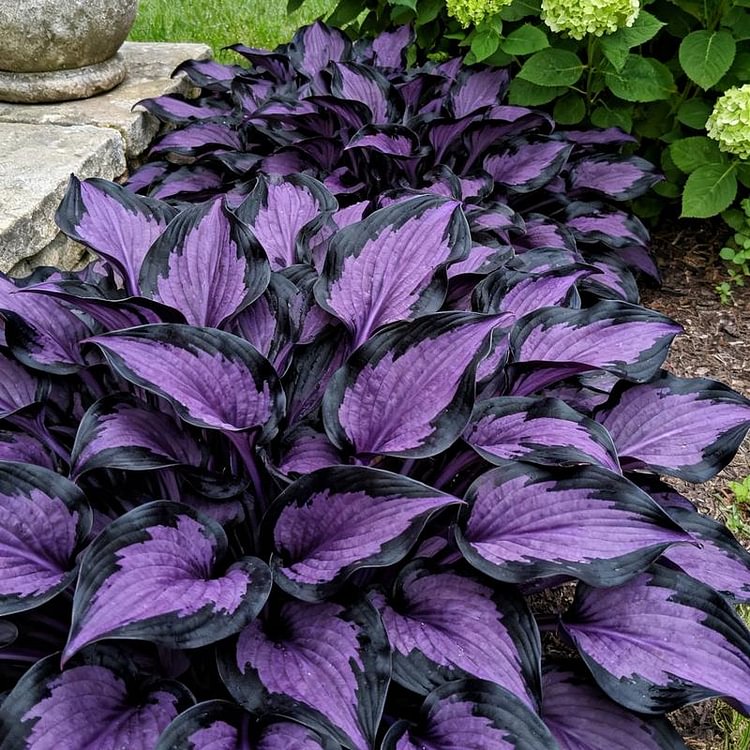 🔥2026 Hot Selling 🌌 Dark Purple Heart Hosta Seeds, a perennial garden plant that is easy to grow