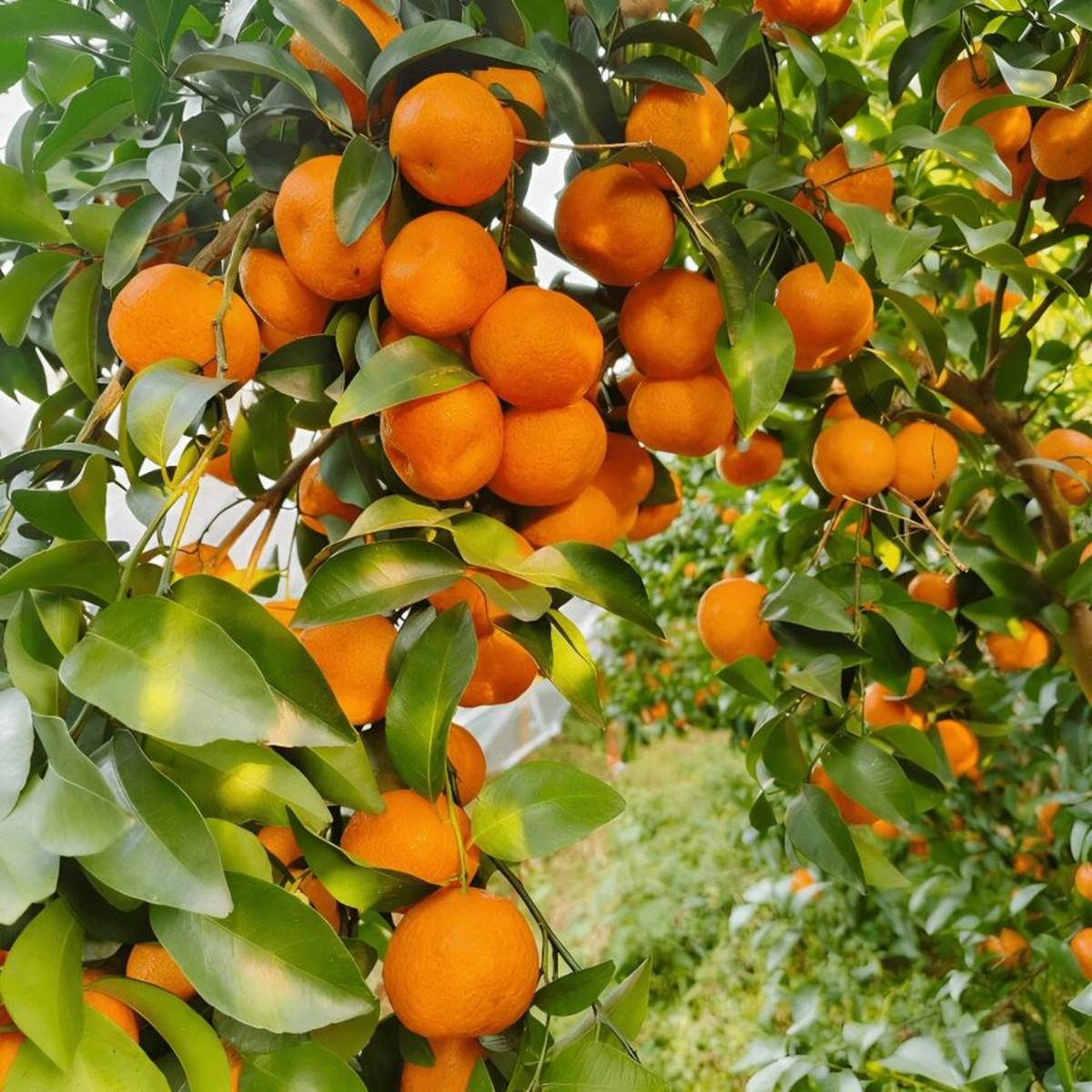 Sugary Mandarin Tree With Citrus Fruits And Easy Care For Home Garden