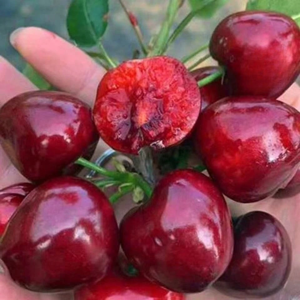 Cherry seeds that develop a robust root system (suitable for gardens and balconies)