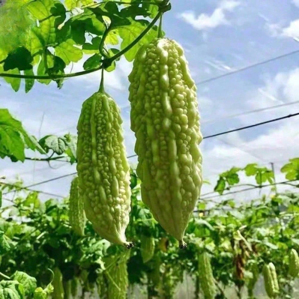 Pack Of 10 Bitter Gourd Ampalaya Long Green Plants Seeds