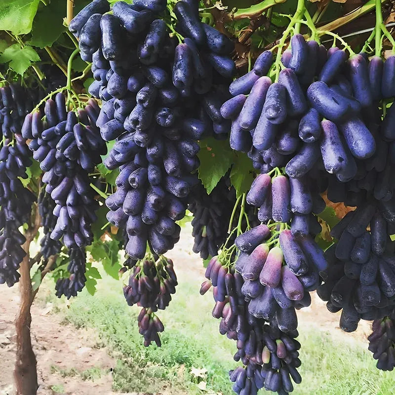 Sapphire Grape Seeds For Backyard Fruit Garden