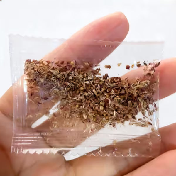 Giant Fig Tree Seeds For Backyard Gardens