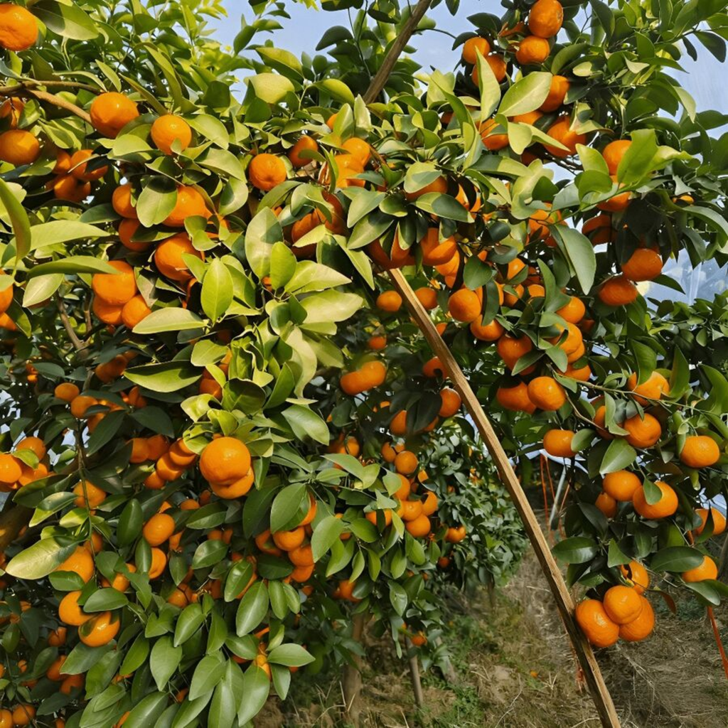 Sugary Mandarin Tree With Citrus Fruits And Easy Care For Home Garden