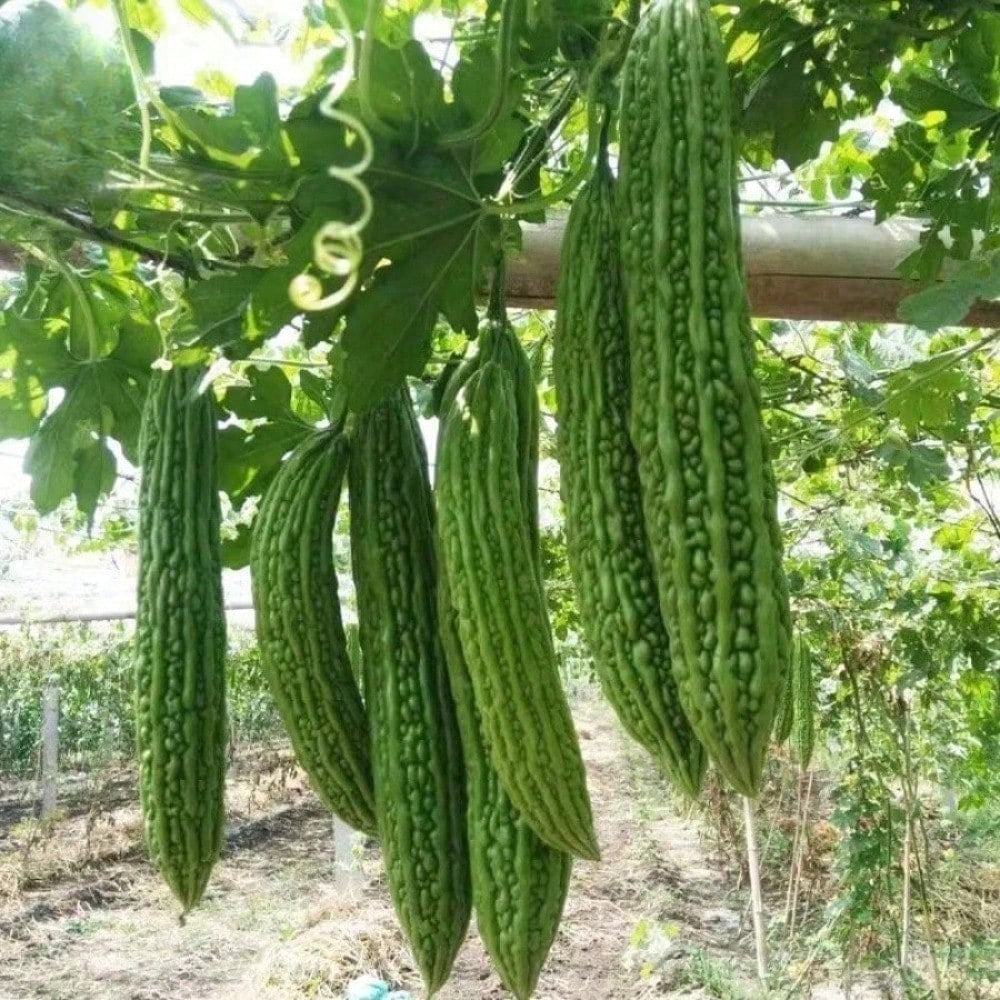 Pack Of 10 Bitter Gourd Ampalaya Long Green Plants Seeds